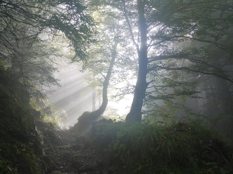 Mystical Woods