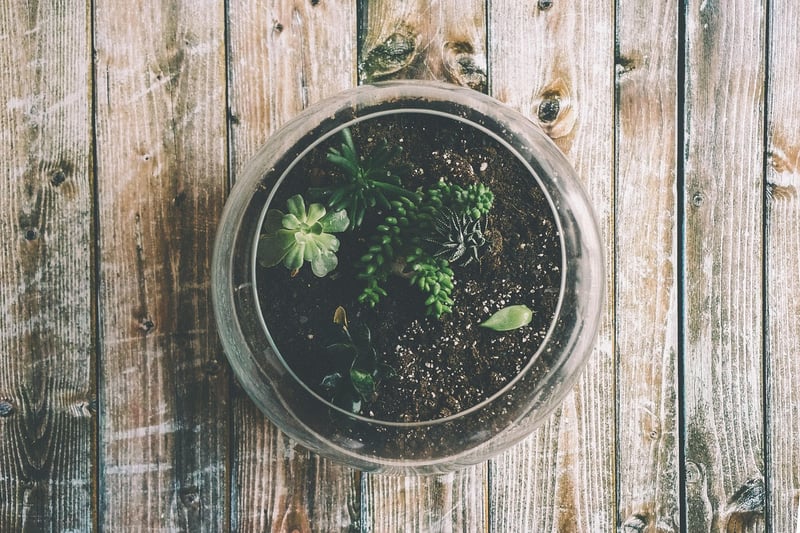 Terrariums and Succulents